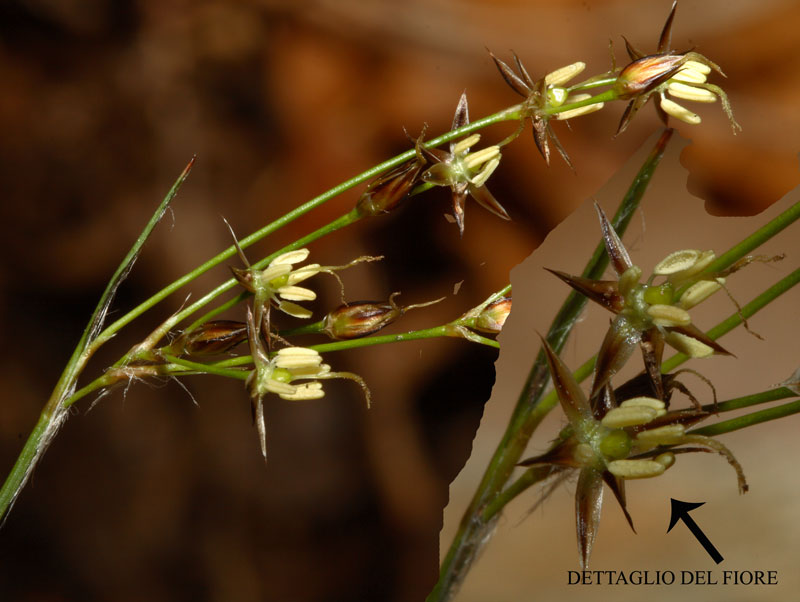 Luzula forsteri